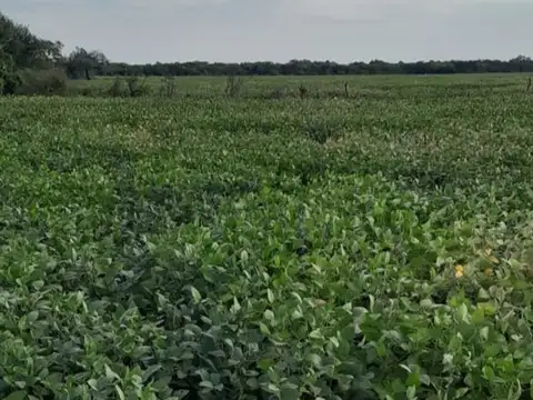 VENTA CAMPO AGRICOLA 342 HAS