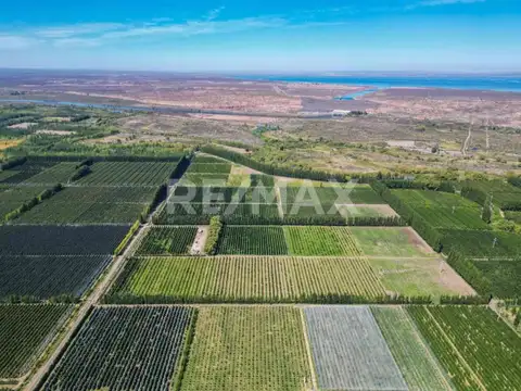 VENTA CHACRA 33,72 HTAS EN PRODUCCION
