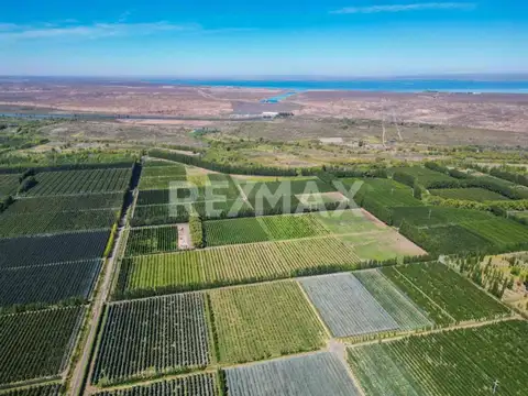 VENTA CHACRA 33,72 HTAS EN PRODUCCION