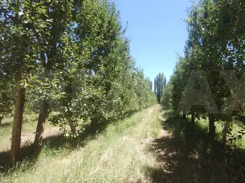 chacra  en cipolleti