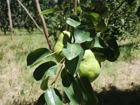 chacra  en cipolleti