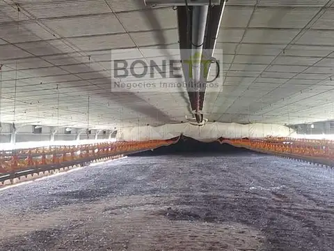 Destacada granja avícola especializada en la producción de 140.000 pollos parrilleros