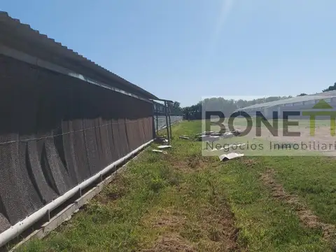 Destacada granja avícola especializada en la producción de 140.000 pollos parrilleros
