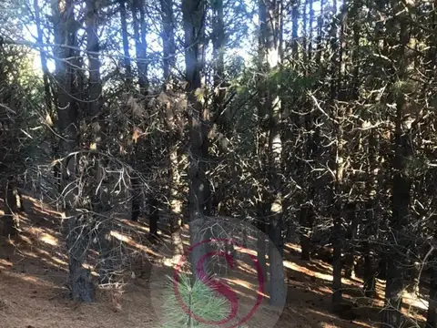 Terreno en Venta en San Martin de los Andes, USD 80.000