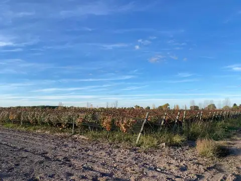 Fincas productivas sobre ruta 40 - uco