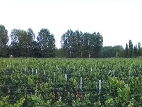 Fincas productivas sobre Ruta 40 - Uco
