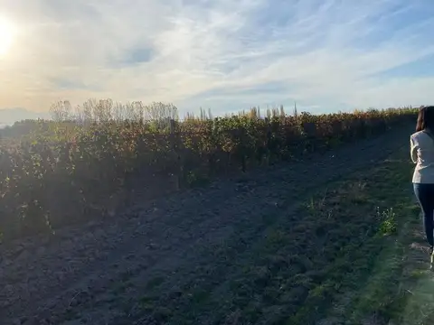 Fincas productivas sobre Ruta 40 - Uco