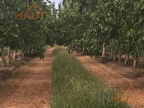 Venta Chacra General Roca 7.5Ha