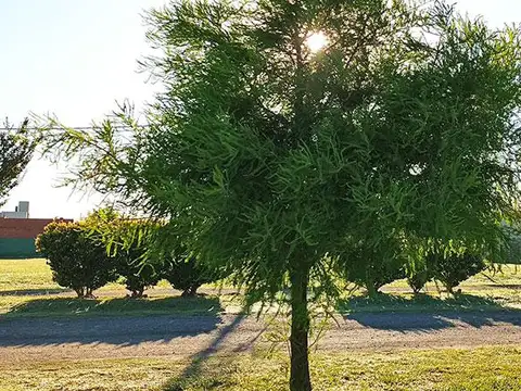 Terreno en Venta 34  mts Fondo