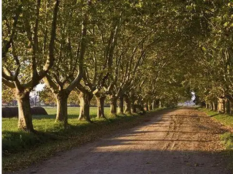 C. Pereda Canning 100