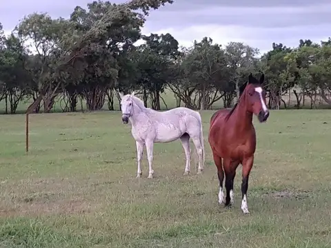 Artilleros, Colonia, Km 149 de la ruta 1 al Este 0