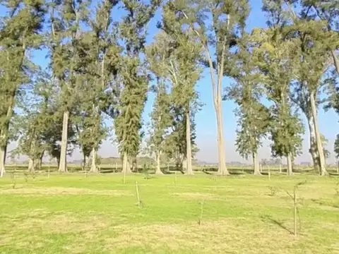 Lote-Tres Pinos Villa De Campo