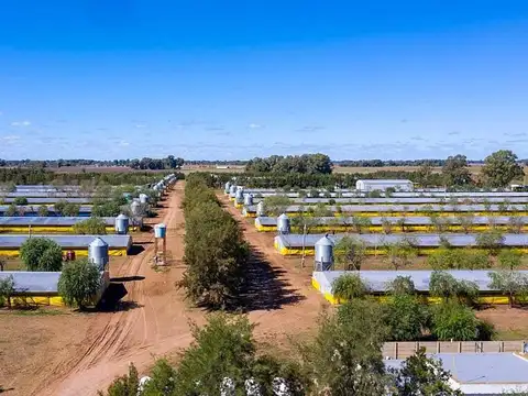 Granja avícola en Venta 30 galpones en 25 de Mayo con 10 casas para uso de personal 