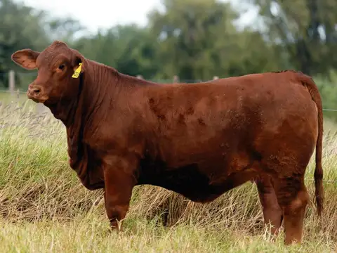 Campo en Venta de 36.000  ha