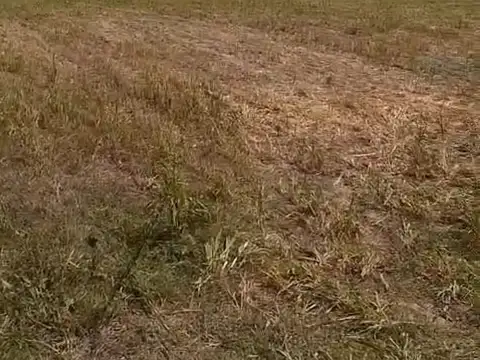 VENTA DE CAMPO GANADERO EN FELICIA