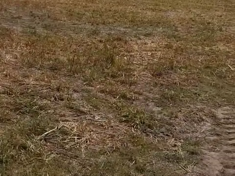 VENTA DE CAMPO GANADERO EN FELICIA