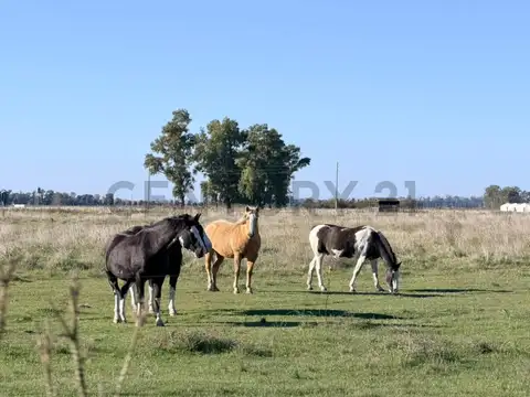 CAMPO VENTA 37 HECTAREAS GENERAL LAS HERAS