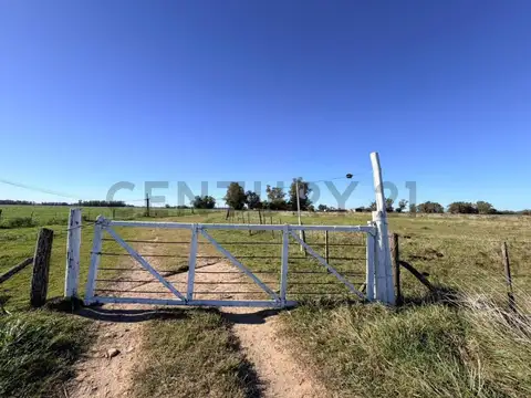 CAMPO VENTA 37 HECTAREAS GENERAL LAS HERAS