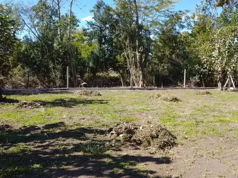 El Gorrión 100