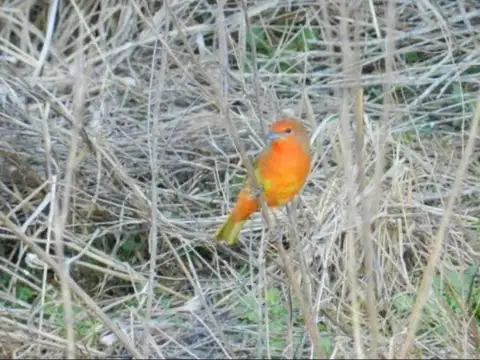 Terrenos Campo Timbó