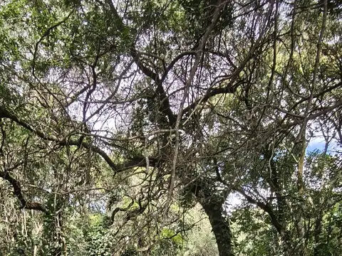 12 Hectáreas Premium en Sierras Chicas