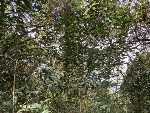 Terreno en Venta en Salsipuedes, USD 450.000