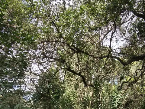 Terreno en Venta de 120000,0 m2