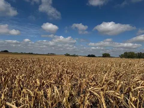 Venta de Campo Agrícola en Soriano