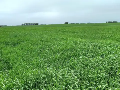 Venta de Campo Agrícola en Soriano