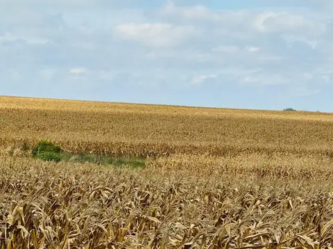 Venta de Campo Agrícola en Soriano