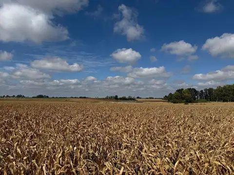Venta de Campo Agrícola en Soriano