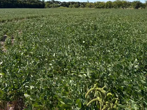 campo 6 hectáreas Arroyo Seco
