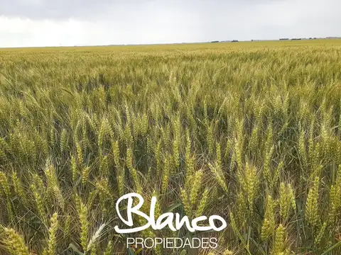 Campo  en Venta en Winifreda, Conhelo, La Pampa