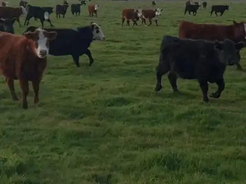 Campo en Venta de 825  ha