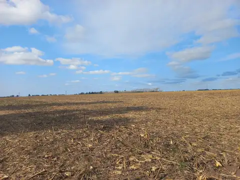 VENTA - CAMPO 52 HECTAREAS- FIGHIERA