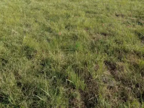 Terreno en Venta 42  mts Fondo