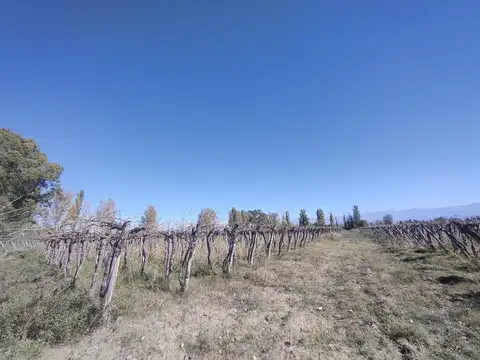CAMPO EN VENTA LA PEGA LAVALLE