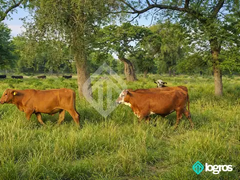Campo Ganadero en venta de 2500 has ubicado en Taco Pozo, Chaco