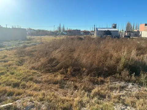 Los Jilgueros 100