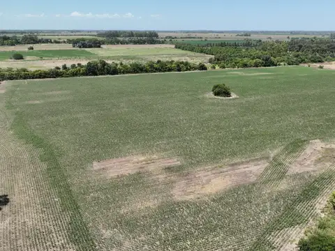 Campo en Venta Agrícola