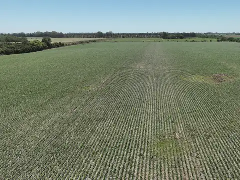 Campo en Venta Agrícola