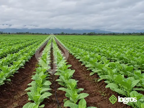Campo de 26 ha bajo riego en Pampa Blanca | Valle de los Pericos | Jujuy