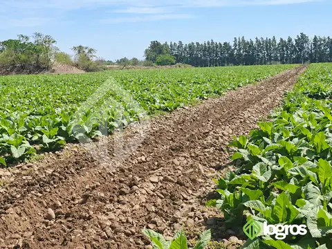 rp 42, Pampa Blanca, Jujuy
