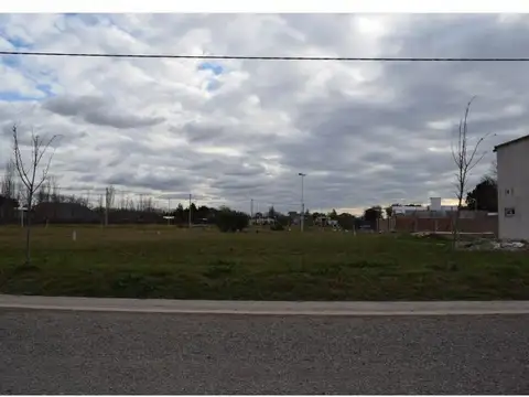 av de los incas y el tucan