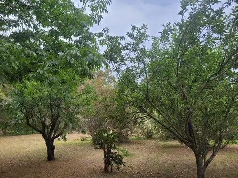 Consultar dirección