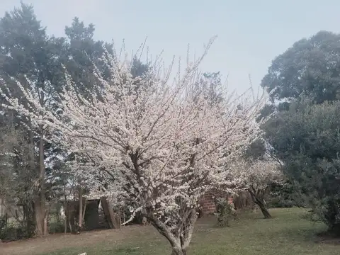 Consultar dirección