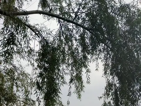 Alquile casa de campo La negrita