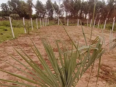 Lote - Venta - Argentina, Concordia