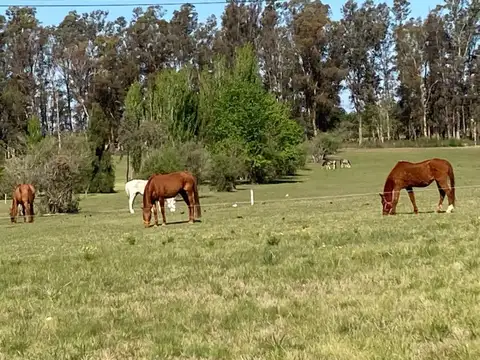 Bo Chacras De La Cruz 100