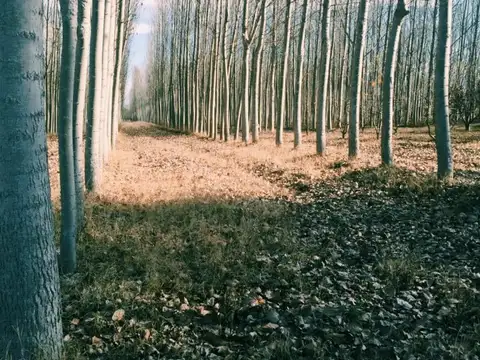 Campo en Venta Ganadero